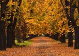 fall_season